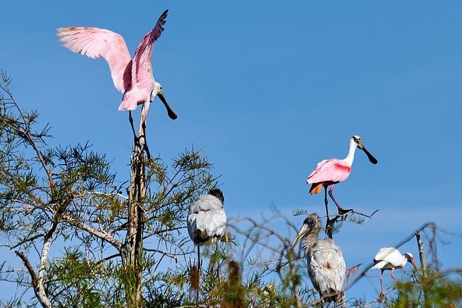 Everglades National Park Biologist Led Adventure: Cruise, Hike + Airboat - Who should book this Everglades adventure