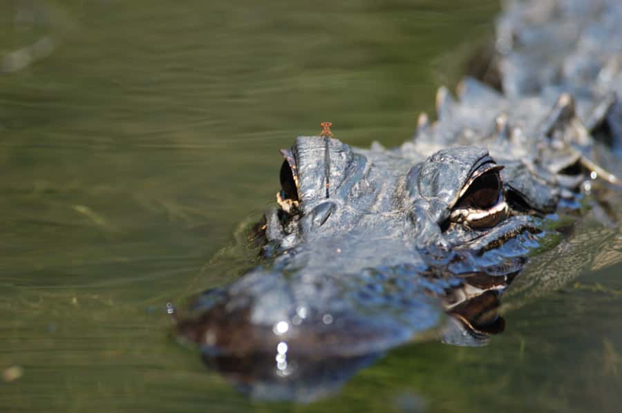 Everglades National Park: Mangrove Tunnel Kayak Eco-Tour - Key points at a glance
