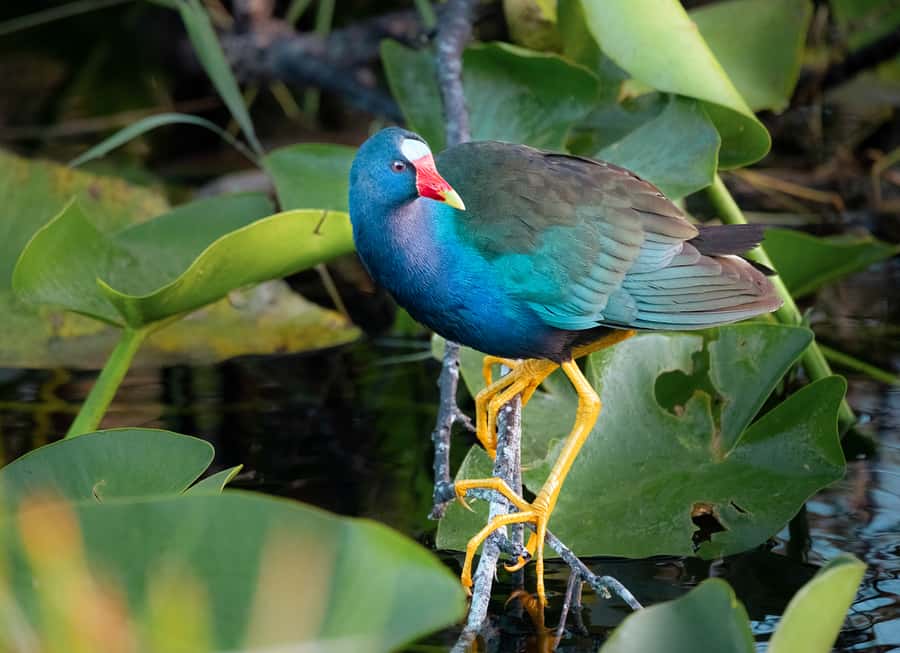 Everglades National Park: Mangrove Tunnel Kayak Eco-Tour - Heat, mosquitoes, and what to bring