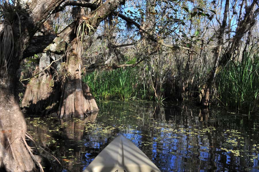Everglades National Park: Mangrove Tunnel Kayak Eco-Tour - Is $109 per person a fair price?