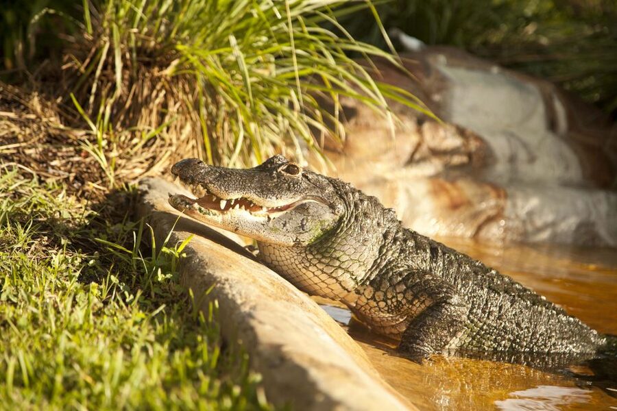 Everglades: Sawgrass Park Day Time Airboat Tour & Exhibits - The ride is exciting, but not a wilderness expedition