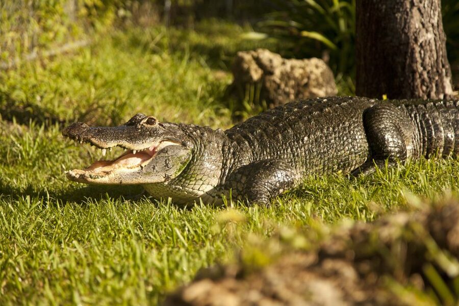 Everglades: Sawgrass Park Day Time Airboat Tour & Exhibits - Accessibility and family considerations