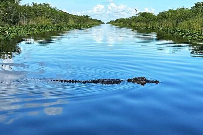 Everglades Small-Group Tour from Miami with Transportation - The rescued-alligator presentation