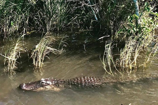 Everglades Small-Group Tour from Miami with Transportation - Weather, comfort, and what to bring