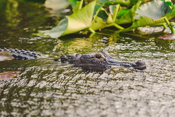 Everglades VIP Airboat Tour with Transportation Included - Transportation from Fort Lauderdale, Miami, or a cruise port