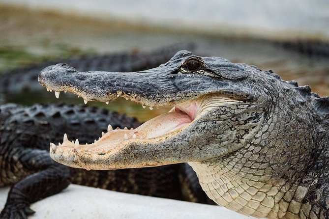Everglades VIP Airboat Tour with Transportation Included - Is $65 a good value?