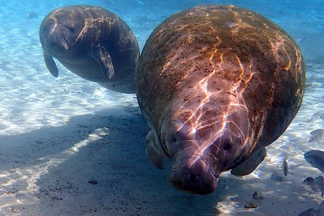Exclusive Small Group VIP Heated Manatee Snorkel Tour - Getting suited up for the heated pontoon ride
