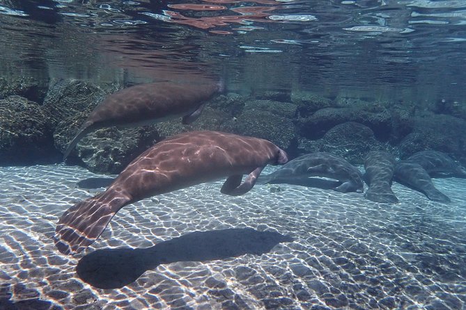 Exclusive Small Group VIP Heated Manatee Snorkel Tour - Cruising through the refuge before the swim