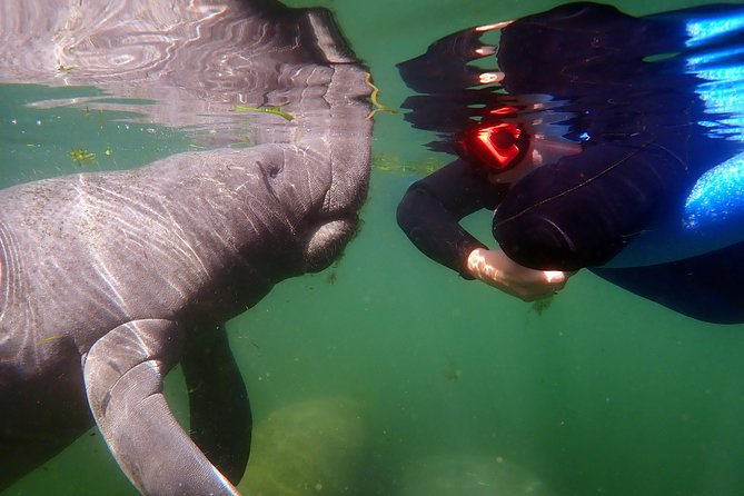 Exclusive Small Group VIP Heated Manatee Snorkel Tour - The guides make the small group worthwhile