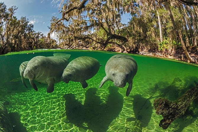 Exclusive Small Group VIP Heated Manatee Snorkel Tour - Start at River Ventures on Kings Bay Drive
