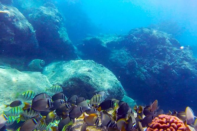 First-Time Scuba Diving in Honolulu + Free Videos - Key points to know before booking