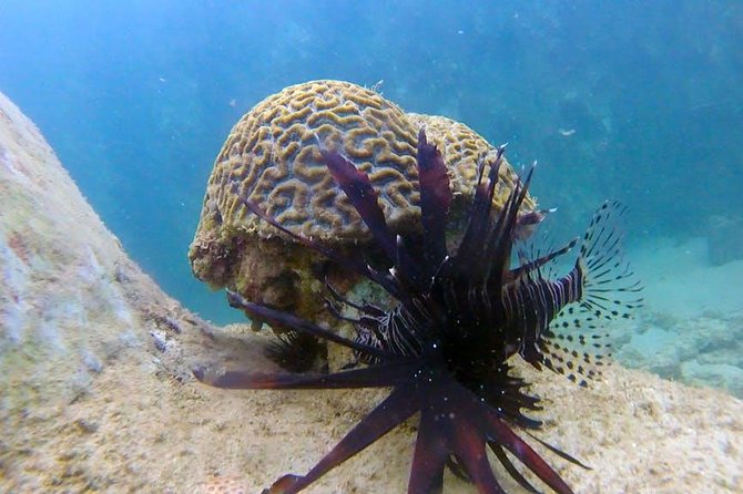 First-Time Scuba Diving in Honolulu + Free Videos - Who should book this Honolulu scuba session?