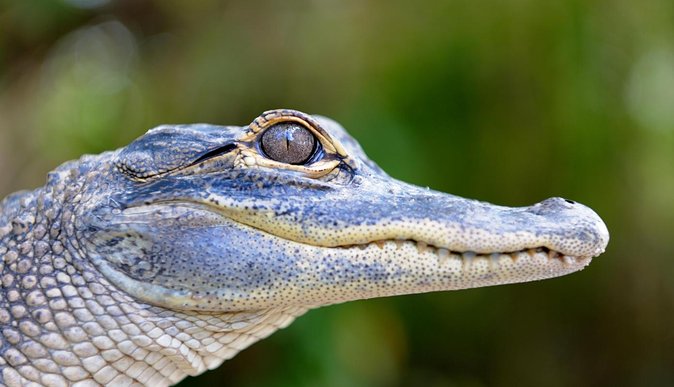 Florida Everglades Airboat Tour and Wild Florida Admission with Optional Lunch - Is the $37 price a good value?