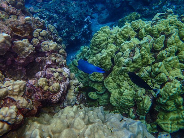 Four Winds Molokini Snorkeling Tour from Maalaea Harbor - Glass-bottom viewing for non-swimmers and children