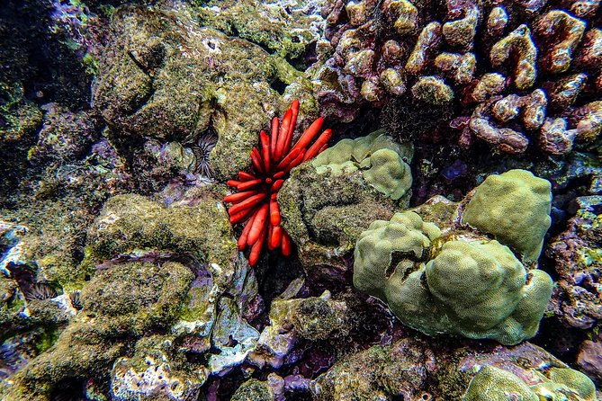 Four Winds Molokini Snorkeling Tour from Maalaea Harbor - Weather, alternate sites, and the main tradeoff