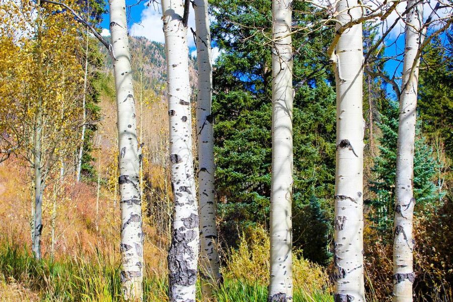 From Denver: Red Rocks, Evergreen, and Echo Lake Tour - Key points to know before you book