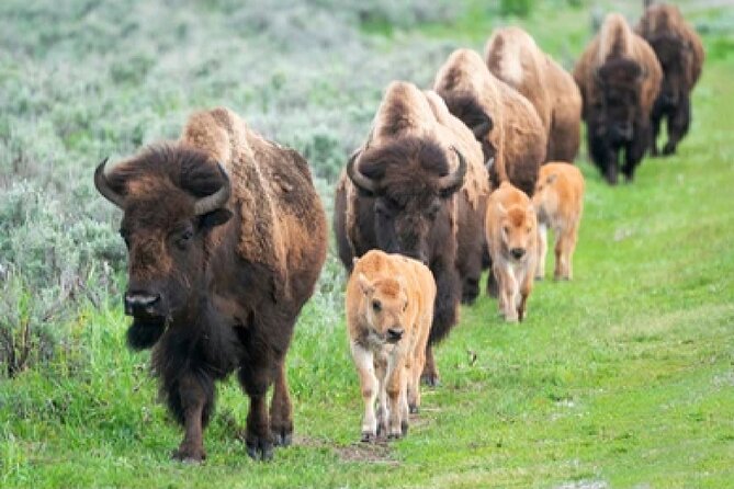 From Jackson Hole: Yellowstone Old Faithful, Waterfalls and Wildlife Day Tour - Old Faithful and the Old Faithful Inn