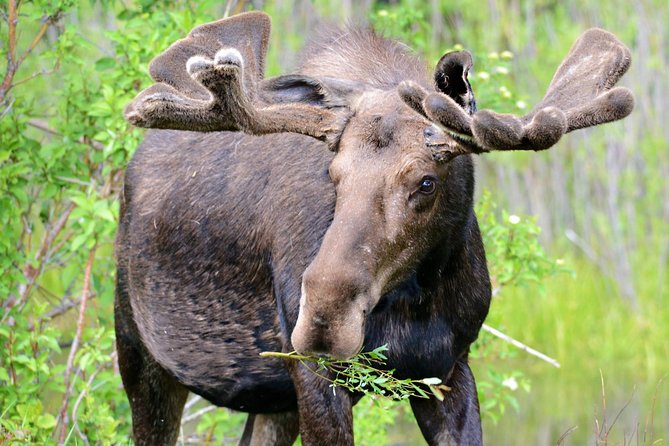 From Jackson Hole: Yellowstone Old Faithful, Waterfalls and Wildlife Day Tour - Lunch, comfort, and the practical rhythm of the day