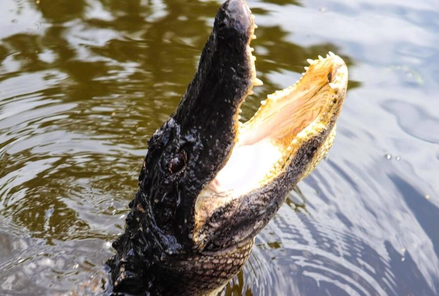 From Lafitte: Swamp Tours South of New Orleans by Airboat - Why this airboat ride feels different from a regular swamp cruise