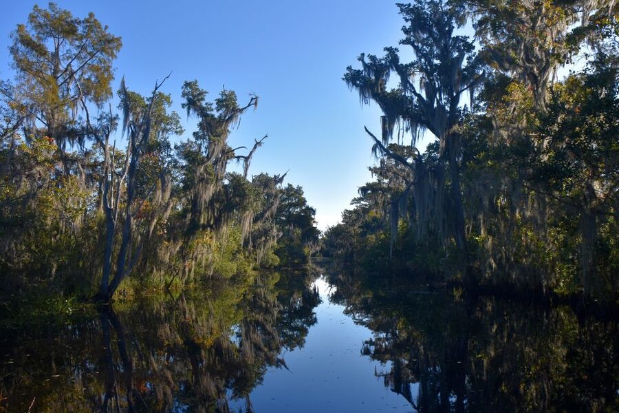 From Lafitte: Swamp Tours South of New Orleans by Airboat - The first run across the Louisiana wetlands