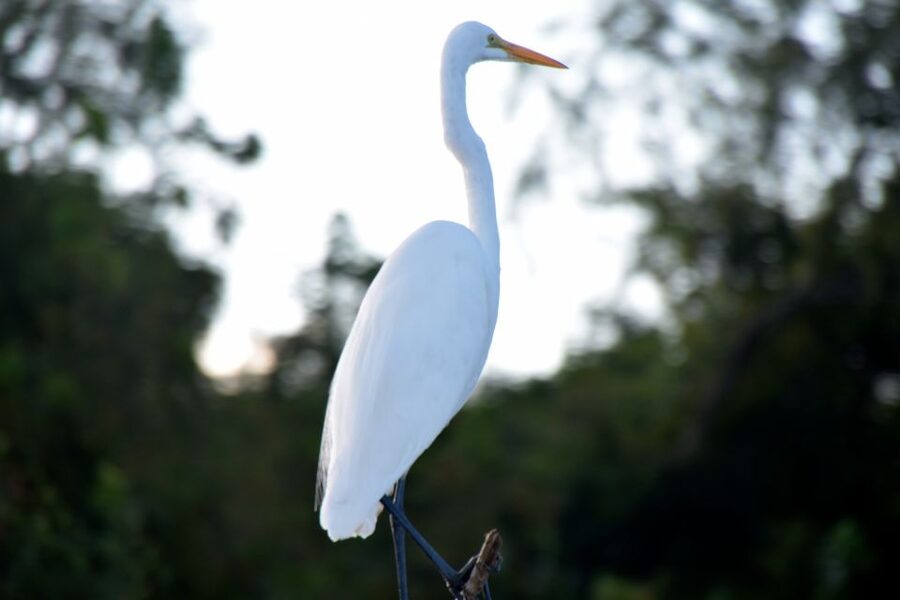From Lafitte: Swamp Tours South of New Orleans by Airboat - Alligators up close, with other wildlife in the mix