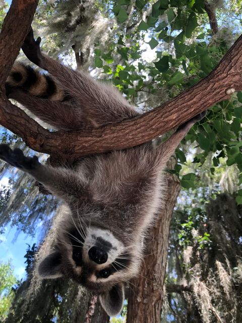 From Lafitte: Swamp Tours South of New Orleans by Airboat - The captains make the difference