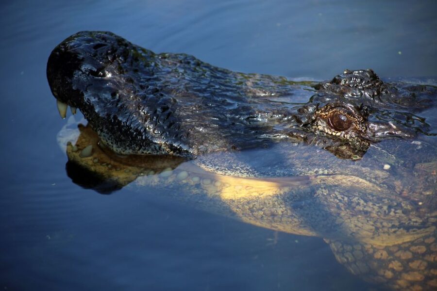 From Lafitte: Swamp Tours South of New Orleans by Airboat - Is $59 a good value?