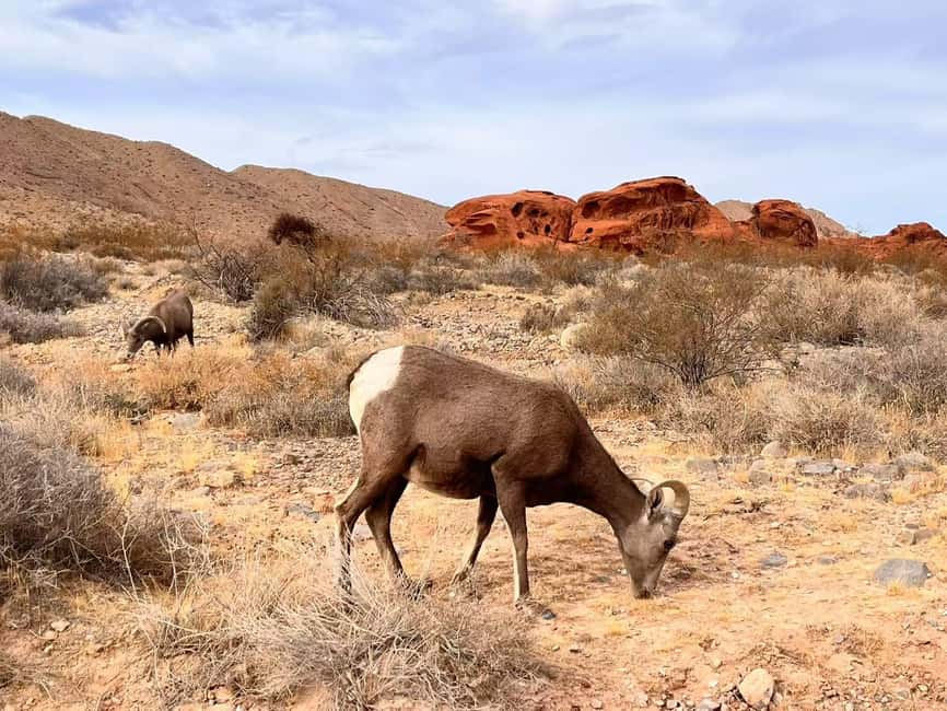 From Las Vegas: Valley of Fire State Park Guided Day Tour - Key points at a glance
