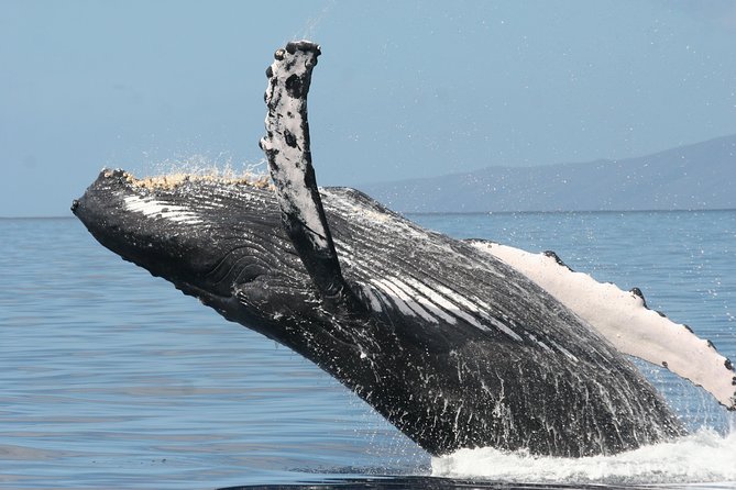From Maalaea: Whale Watching Tour Aboard the Quicksilver - Humpbacks, calves, and the sound beneath the boat