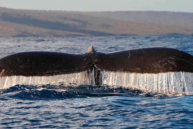 From Maalaea: Whale Watching Tour Aboard the Quicksilver - What the crew does well, and where the experience can vary