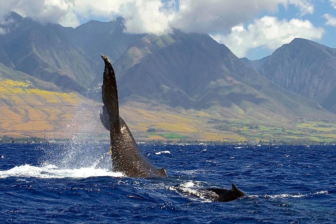 From Maalaea: Whale Watching Tour Aboard the Quicksilver - Is $49.95 a good value?
