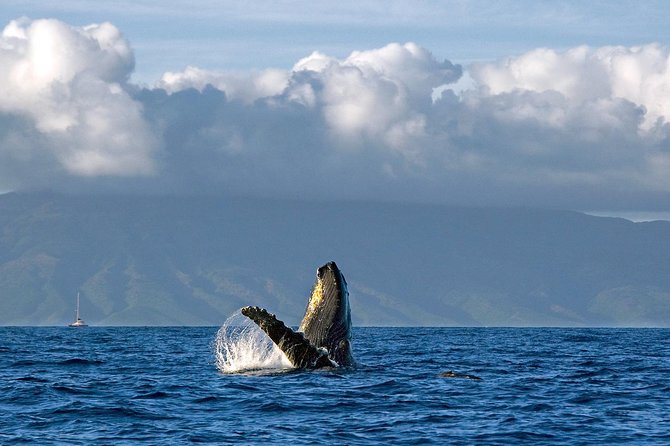 From Maalaea: Whale Watching Tour Aboard the Quicksilver - Timing, weather, and the small details that matter