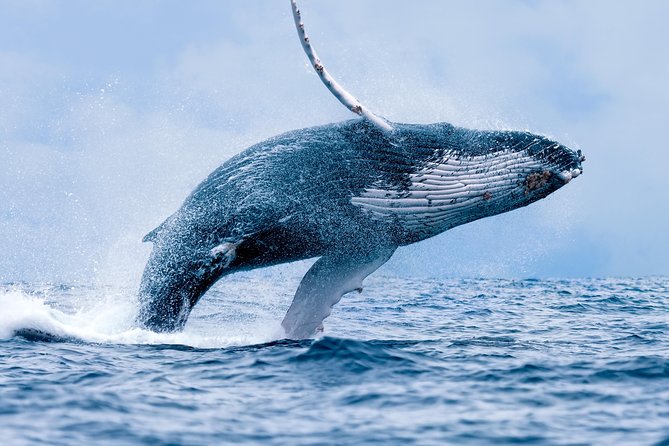 From Maalaea: Whale Watching Tour Aboard the Quicksilver - Two hours of watching, waiting, and sudden action