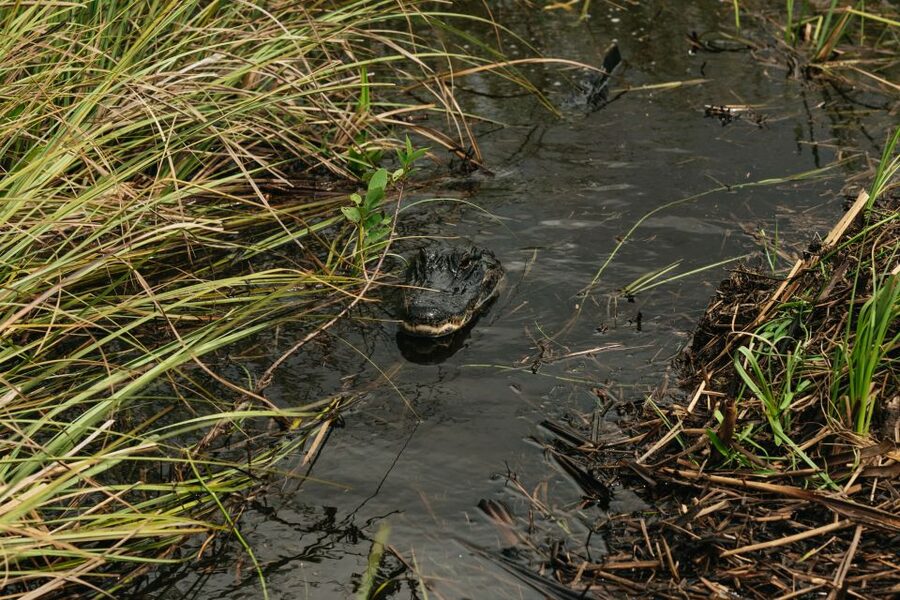 From Miami: Everglades Airboat Ride and Nature Walk - Booking details worth knowing