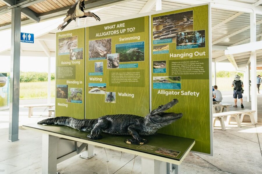 From Miami: Everglades Airboat Ride and Nature Walk - The Miccosukee village visit