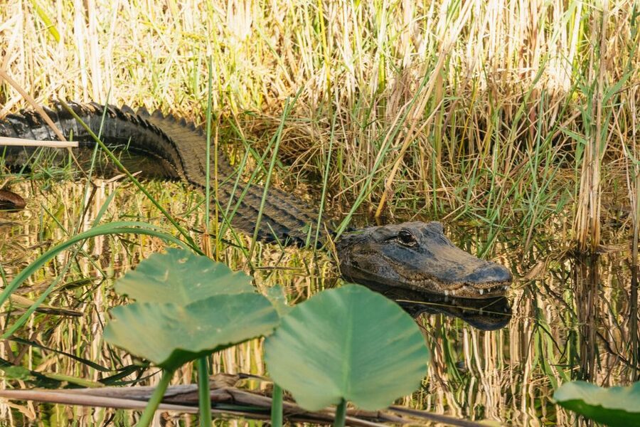 From Miami: Everglades Airboat, Wildlife Show & Bus Transfer - Who should book this Everglades tour?