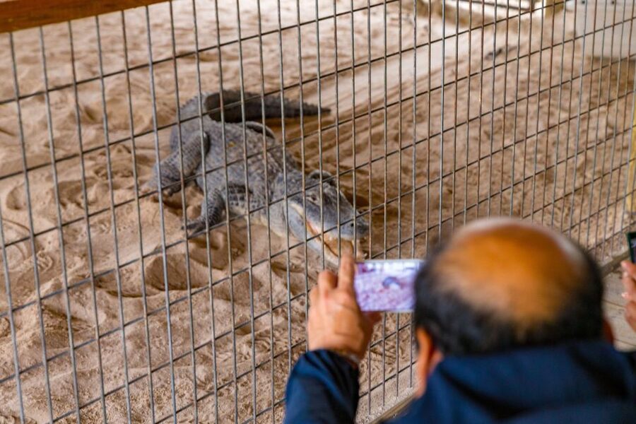 From Miami: Everglades Wildlife Show, Airboat & Bus Transfer - Who will get the most from this tour?