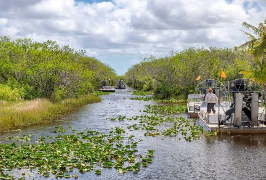 From Miami: Everglades Wildlife Show, Airboat & Bus Transfer - The live alligator show and reptile exhibits