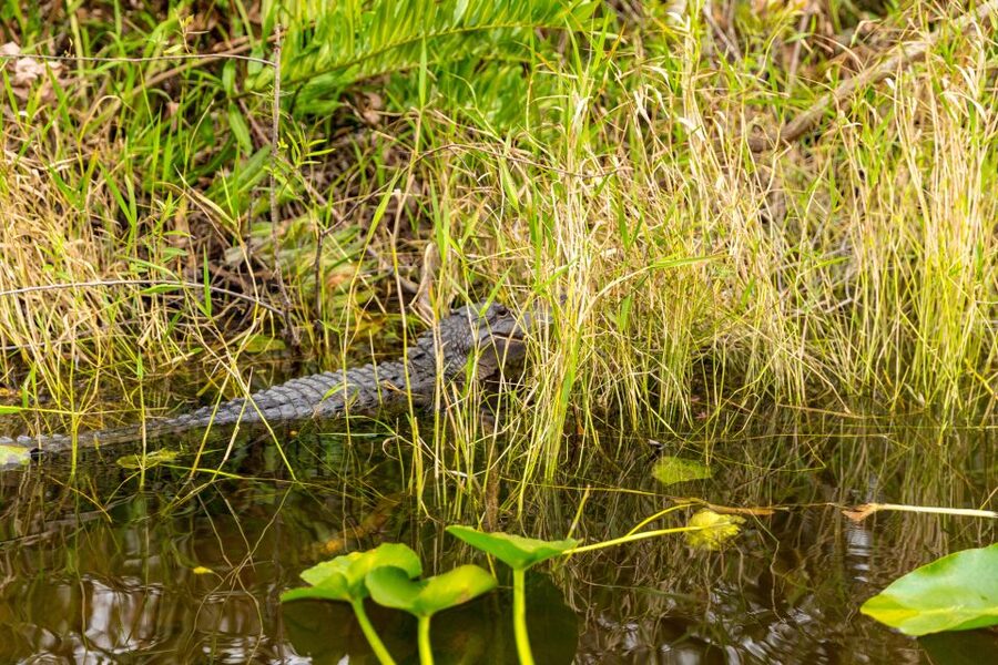 From Miami: Everglades Wildlife Show, Airboat & Bus Transfer - What to pack and how to plan the day