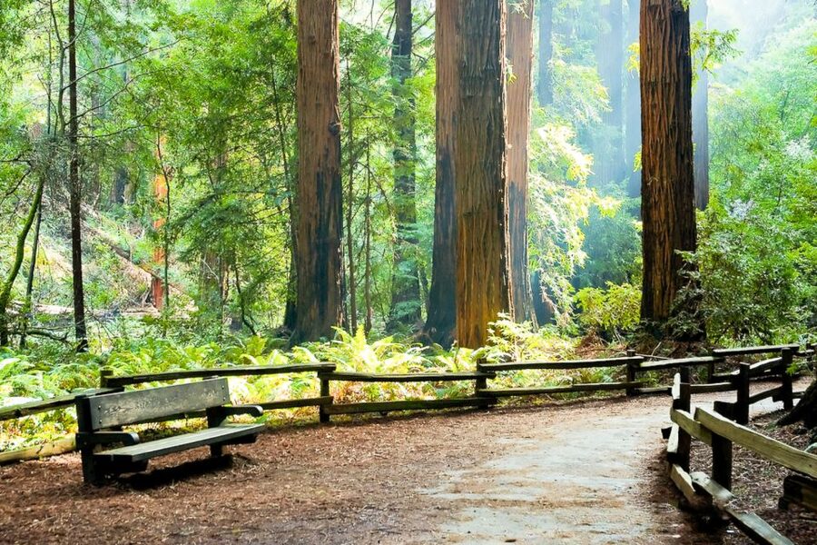 From San Francisco: Guided Muir Woods Excursion - Who will enjoy this tour most