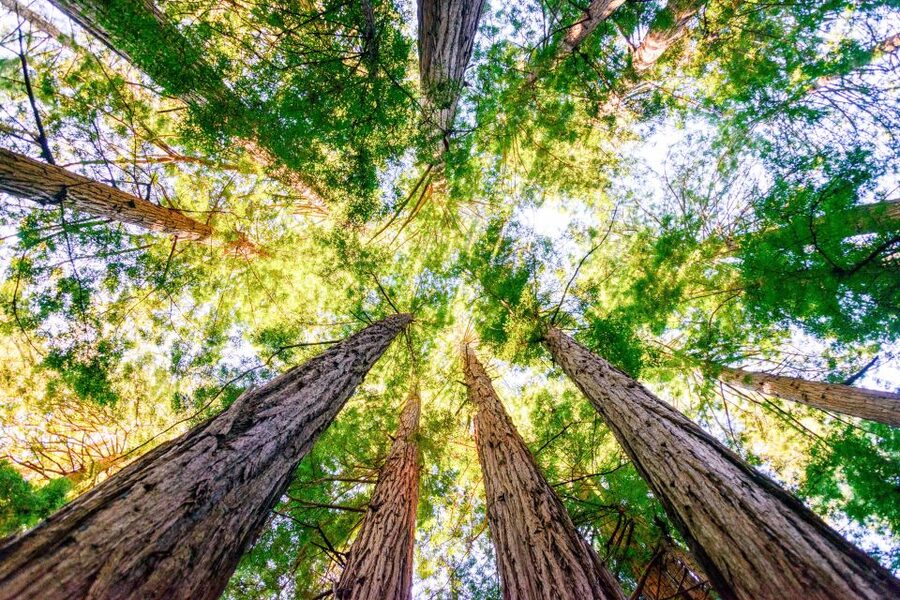 From San Francisco: Guided Muir Woods Excursion - What the $84 price really buys you