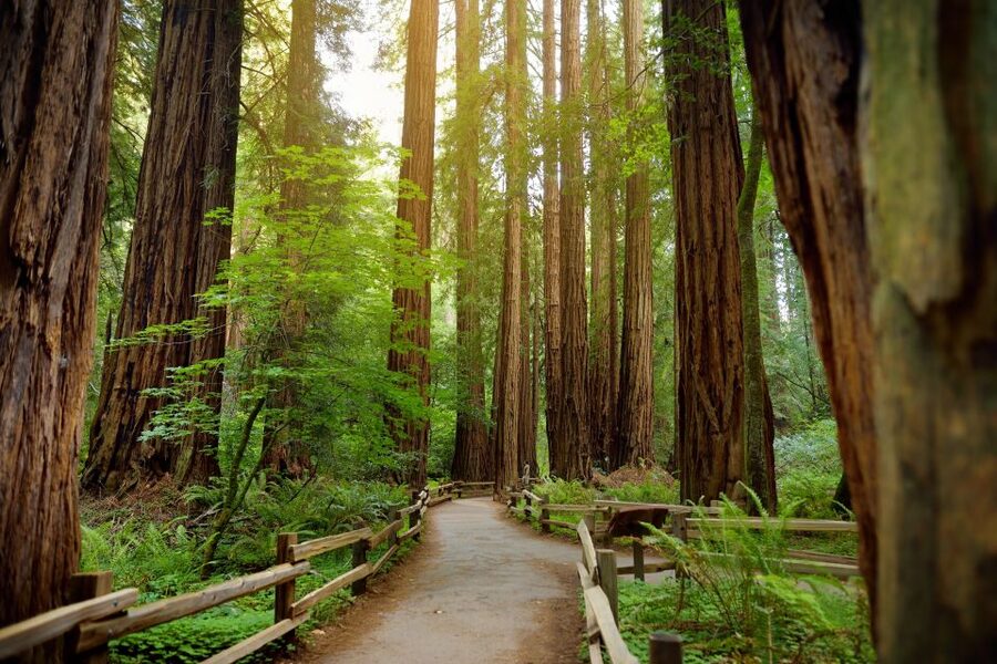From San Francisco: Guided Muir Woods Excursion - A major warning about the temporary park closure