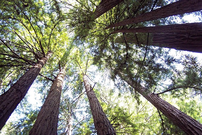 From San Francisco: Guided Tour to Muir Woods and Sausalito - Who will enjoy this tour most