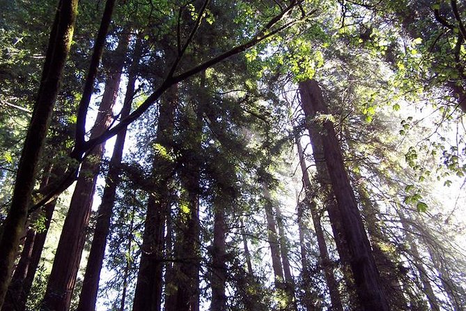 From San Francisco: Guided Tour to Muir Woods and Sausalito - Golden Gate Bridge views on the way north