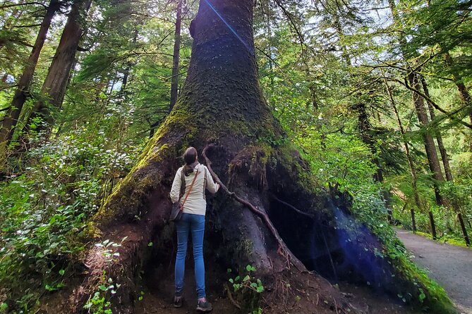 Full-Day Guided Oregon Coast Tour from Portland - Pickup, van comfort, and what to bring