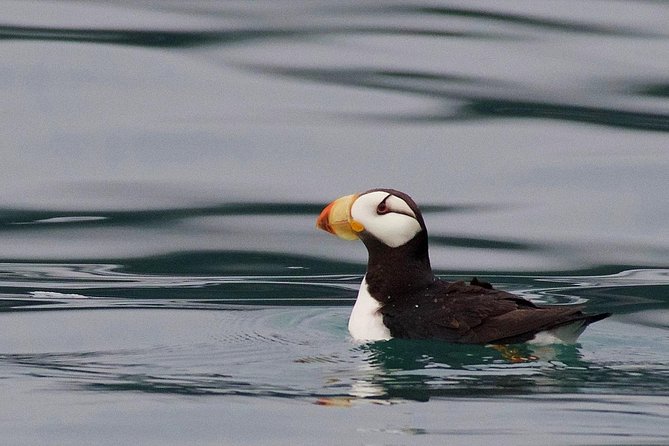 Full-Day Kenai Fjords National Park Cruise - Aialik Bay and the two active tidewater glaciers