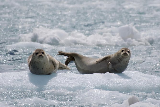 Full-Day Kenai Fjords National Park Cruise - Wildlife beyond the glaciers