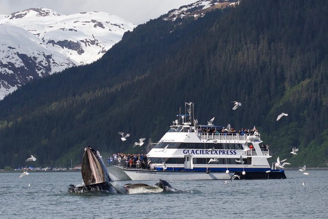 Full-Day Kenai Fjords National Park Cruise - Reserved seating, lunch, and life onboard