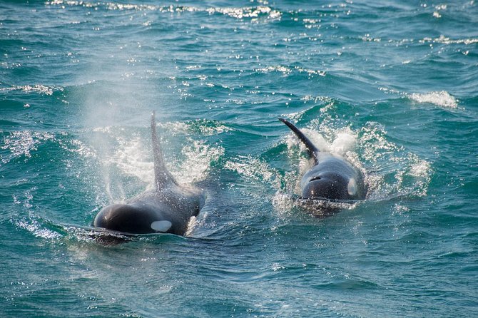 Full-Day Kenai Fjords National Park Cruise - The rough-water question