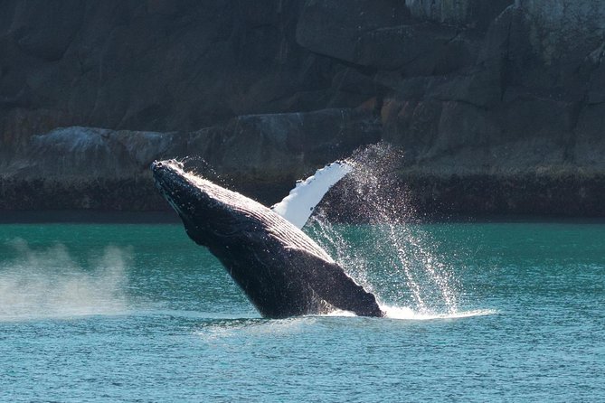 Full-Day Kenai Fjords National Park Cruise - Is $297.33 a fair price?